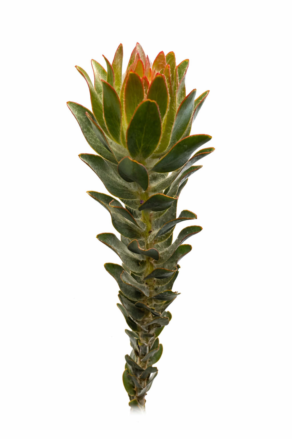 Leuco Dendron flower