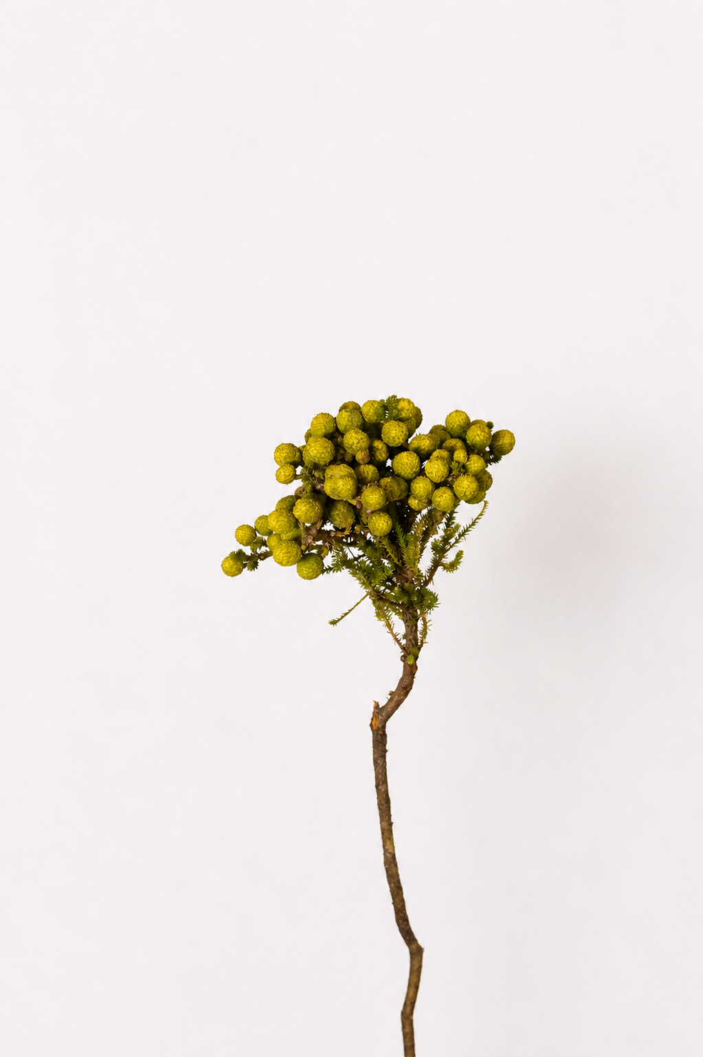 ბერზელია გალპინი ( Berzelia Galpin) flower
