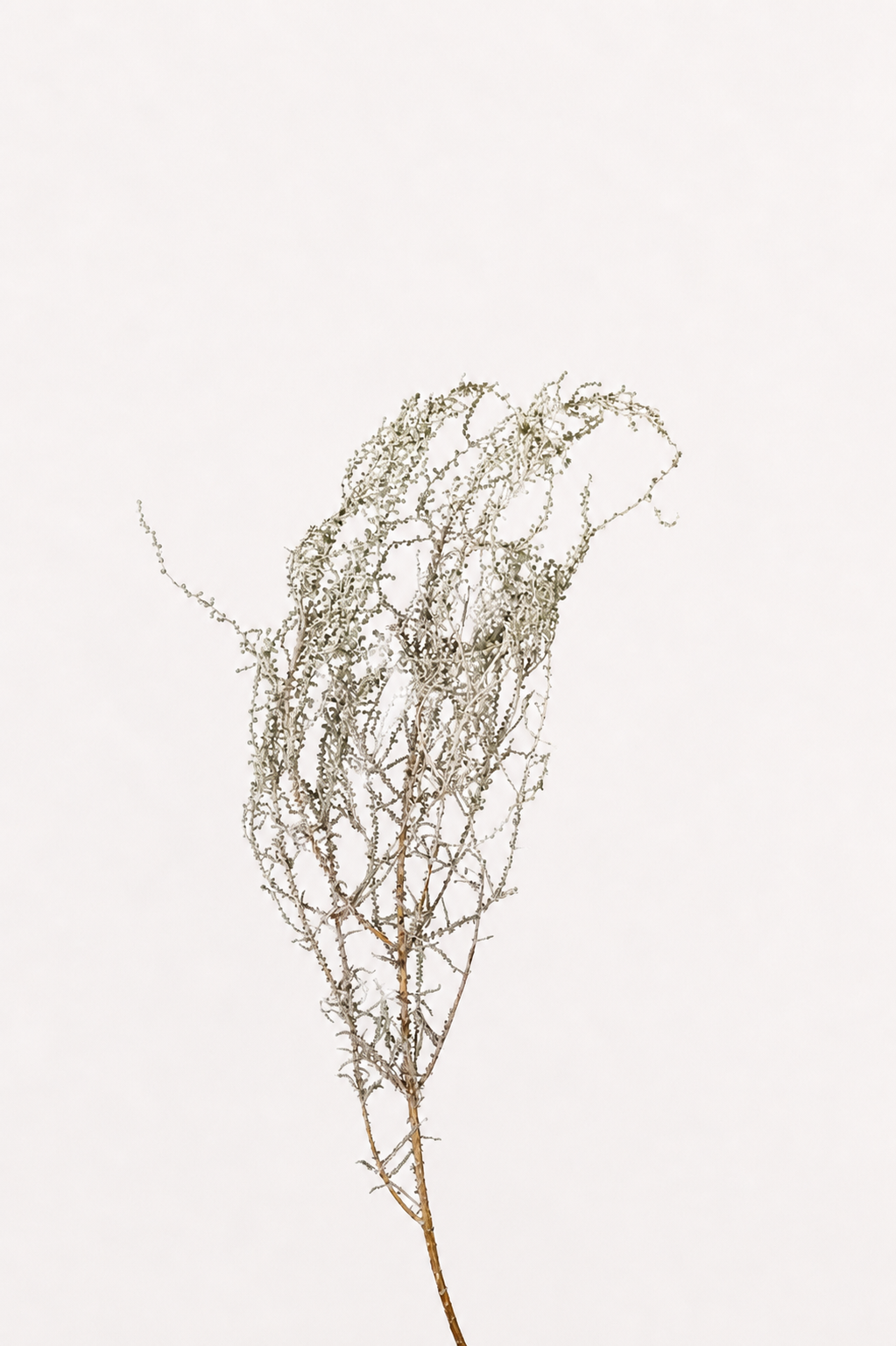 სტოებე (Stoebe) flower