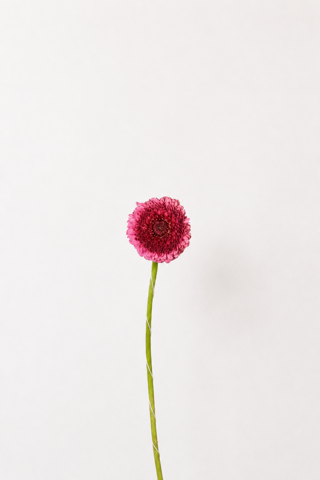 Gerbera flower