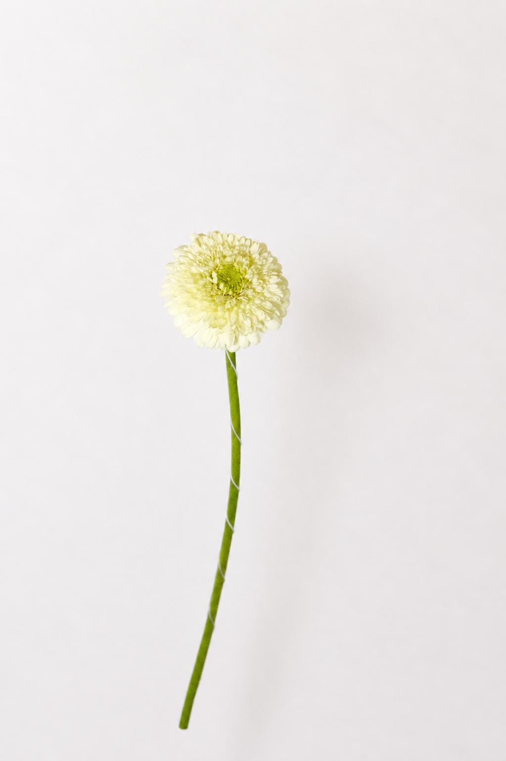 Gerbera White flower