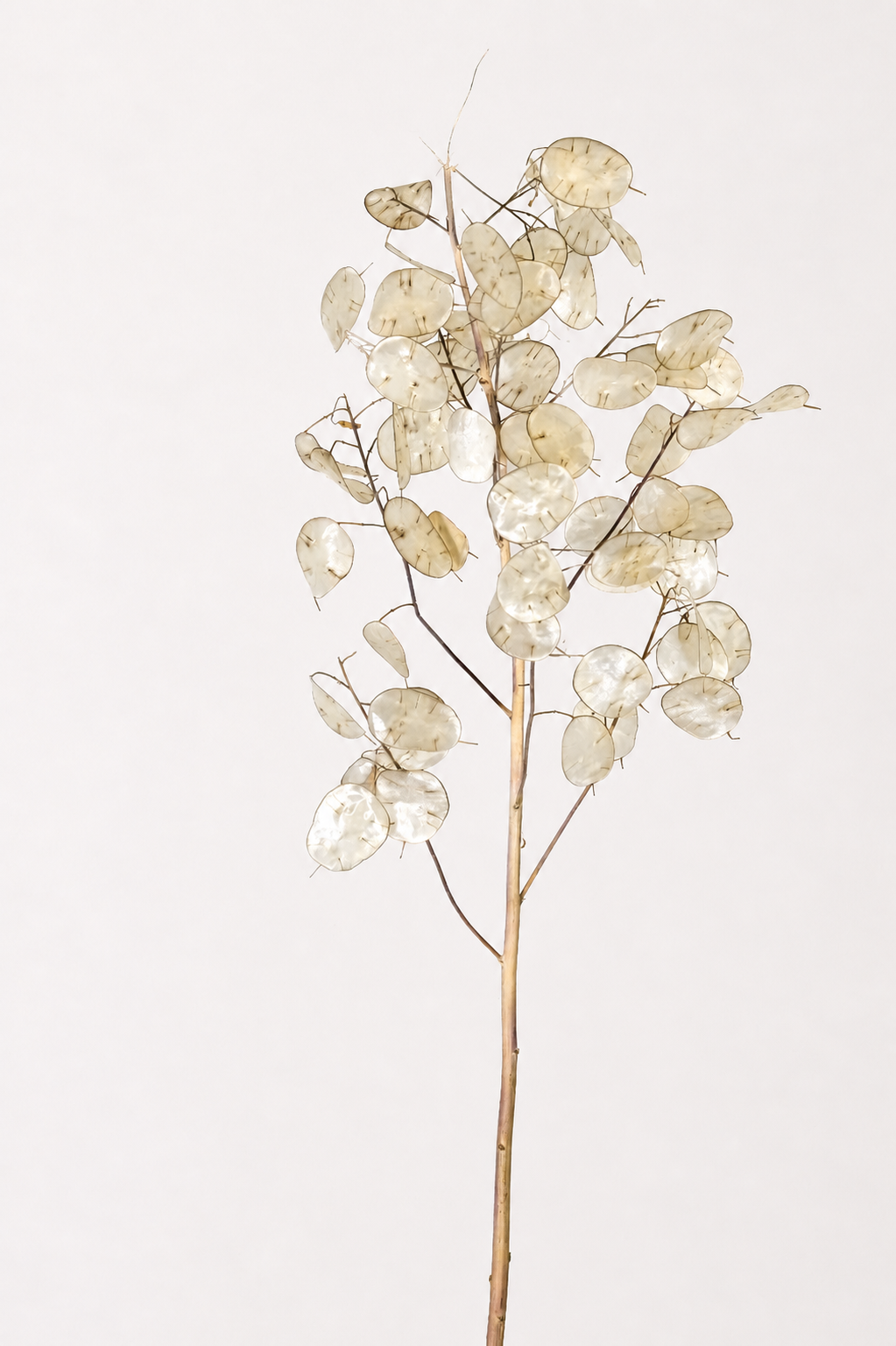 Christ Tears flower