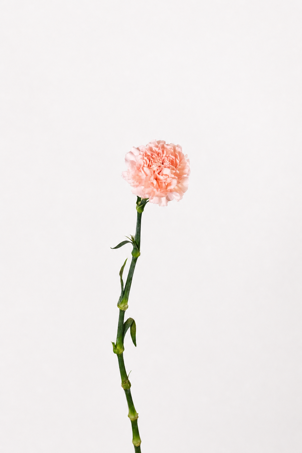 Diantus Pink flower