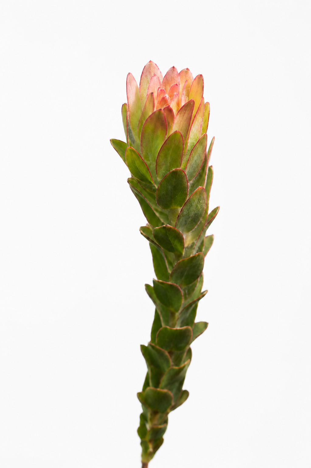 ლეუკადენდრონი (Leucadendron) flower