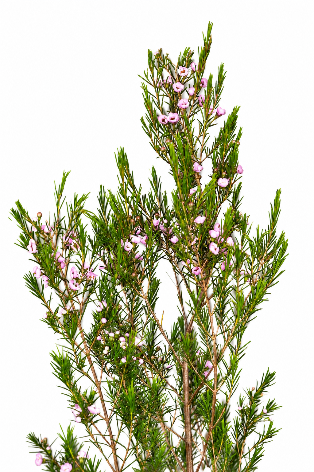 ვაქსი (Wax Flower)  flower
