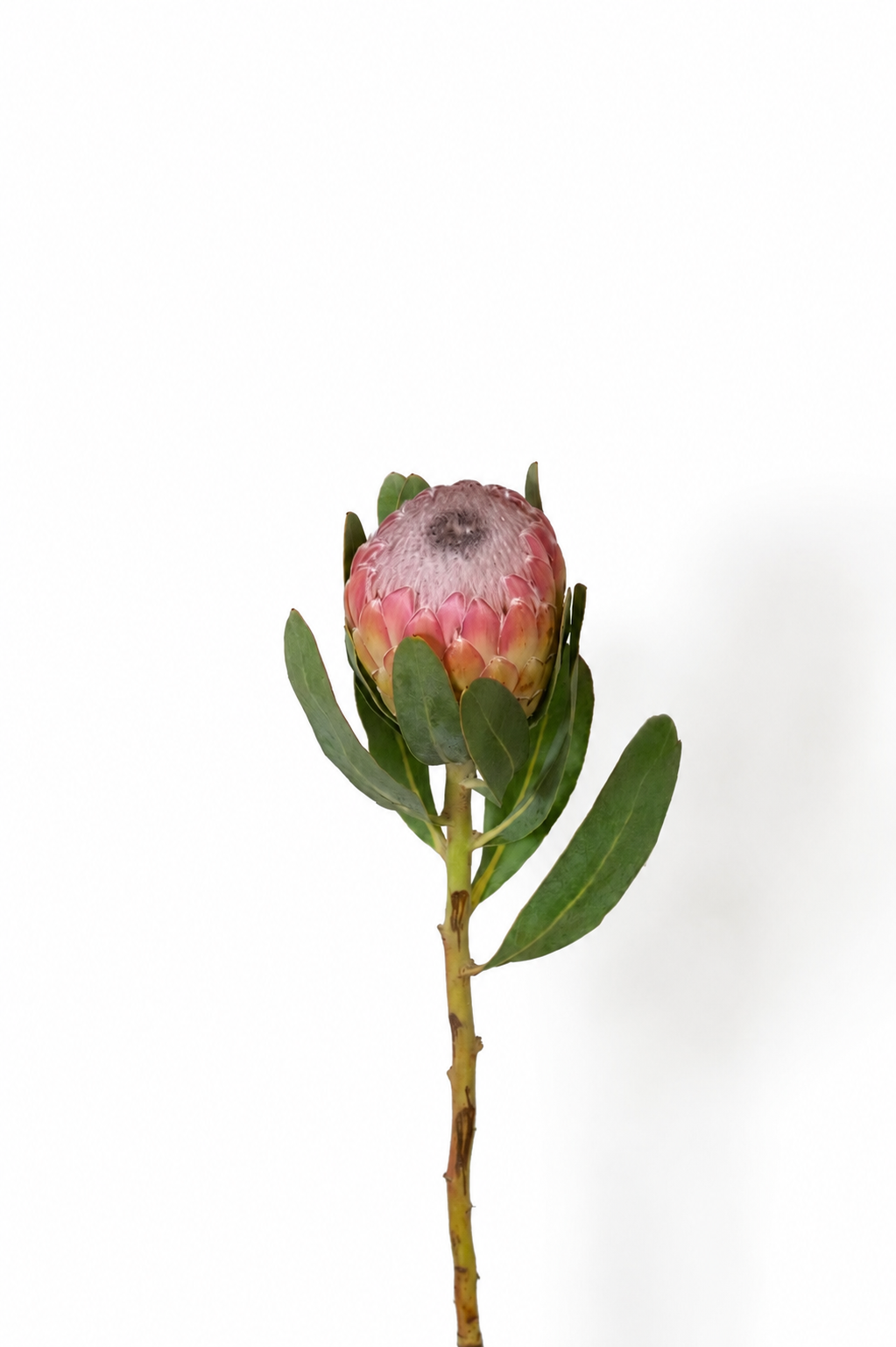 პროტეა (Protea) flower
