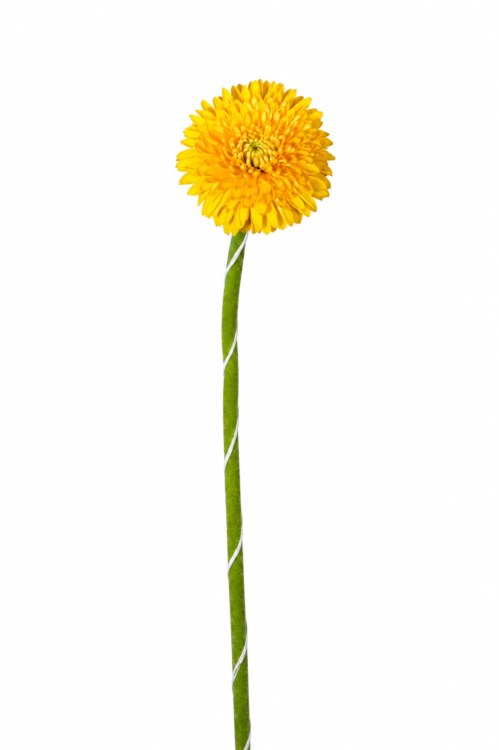 Gerbera Yellow flower