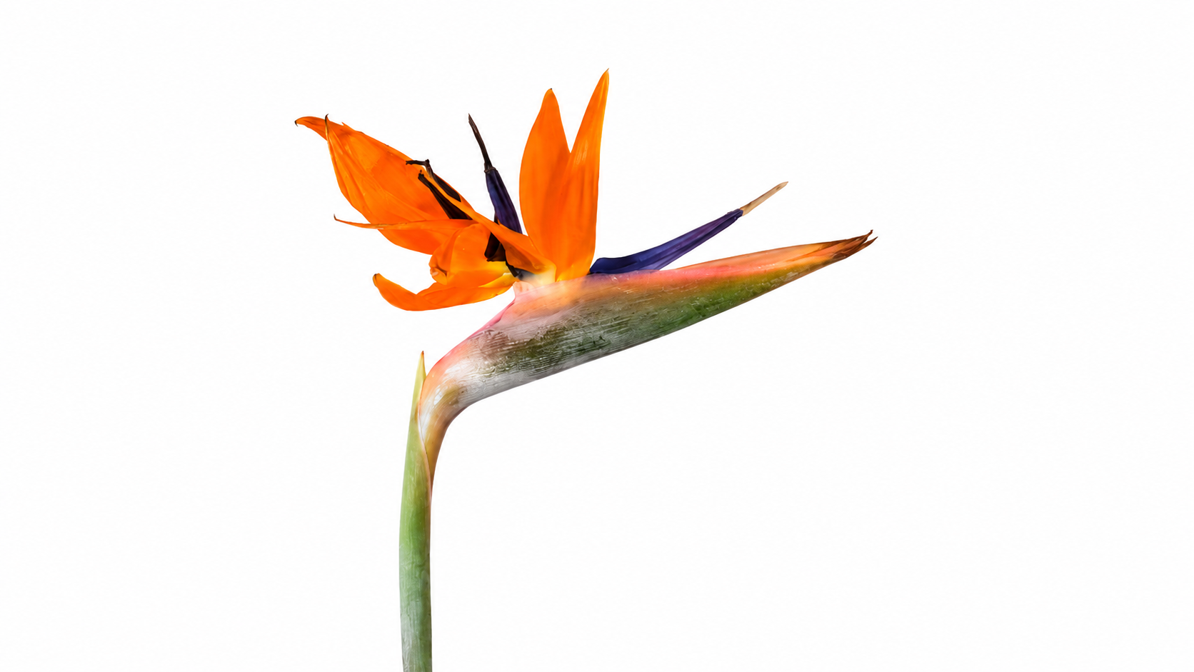 Strelizia flower