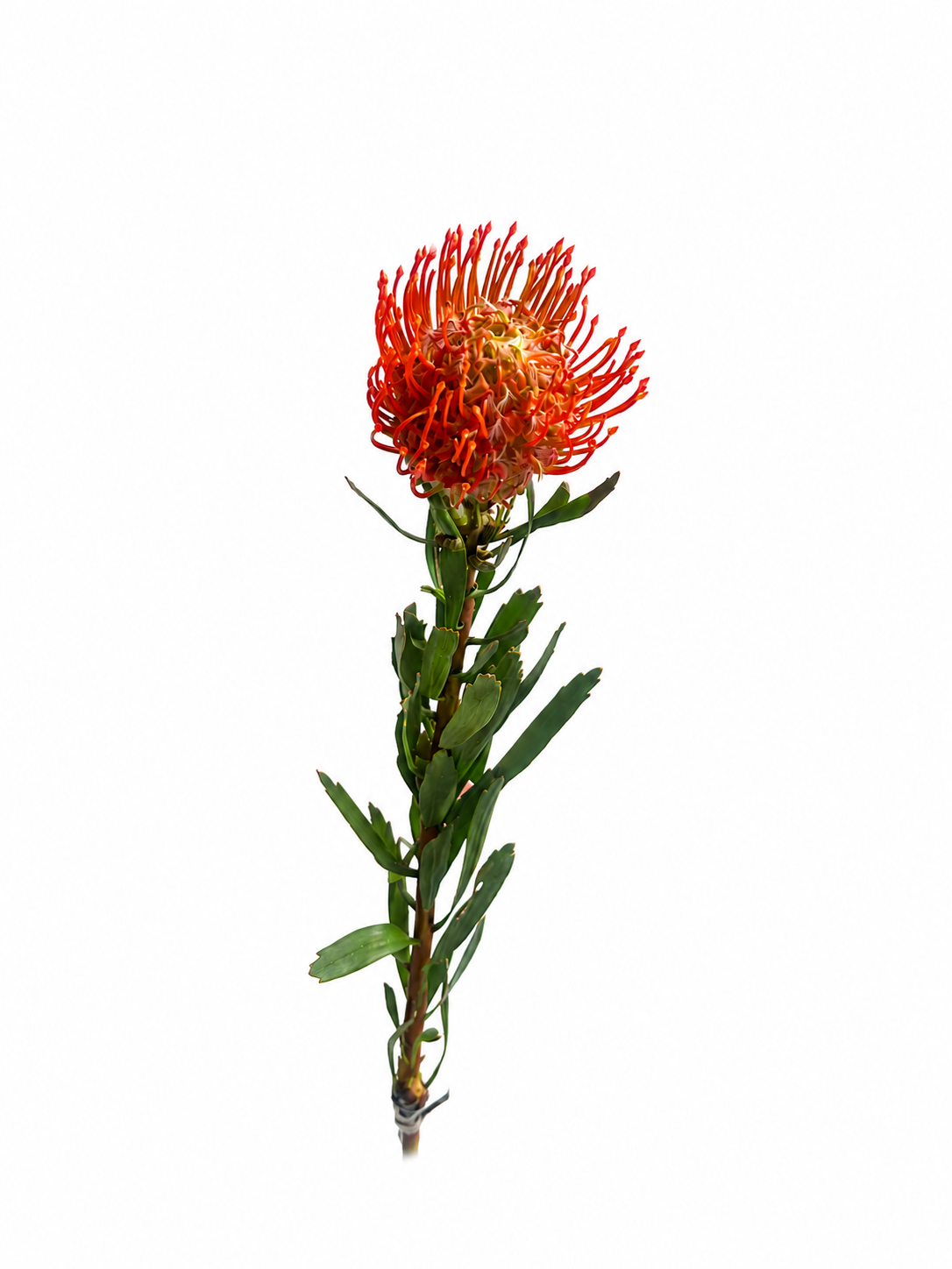 Leuco succession-ლეუკო საქსეშენი flower