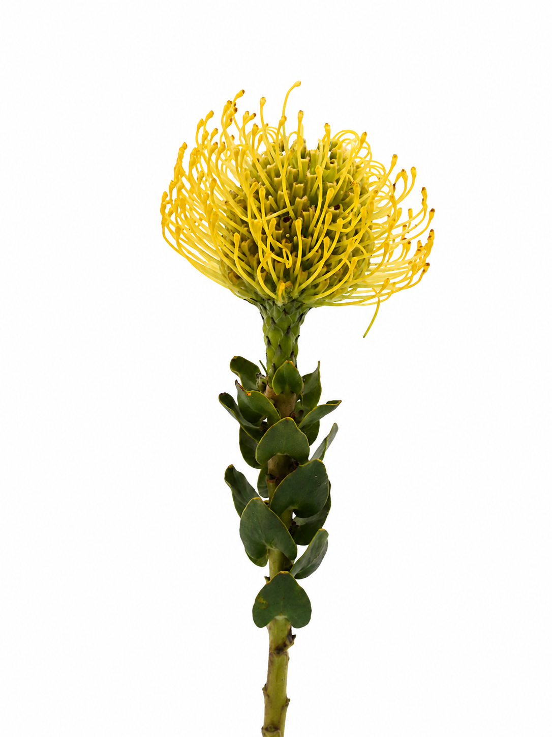 Leuco Gold- ლეუკო გოლდი flower