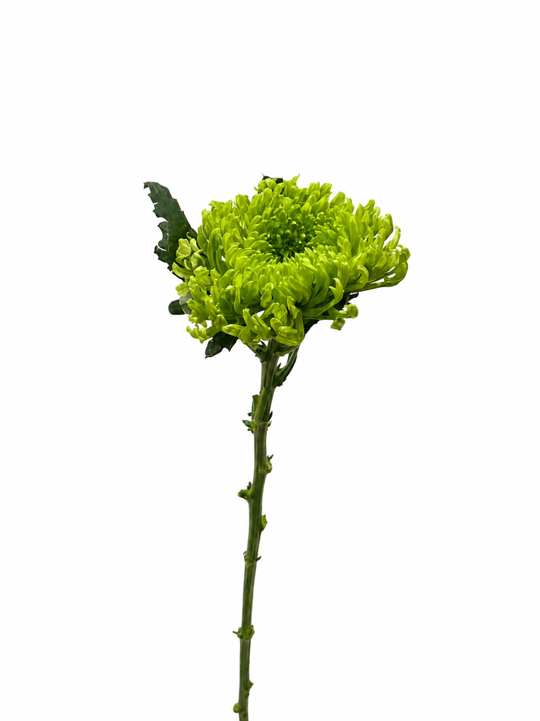 Green Crysanthema- წვანე ქრიზანთემა flower