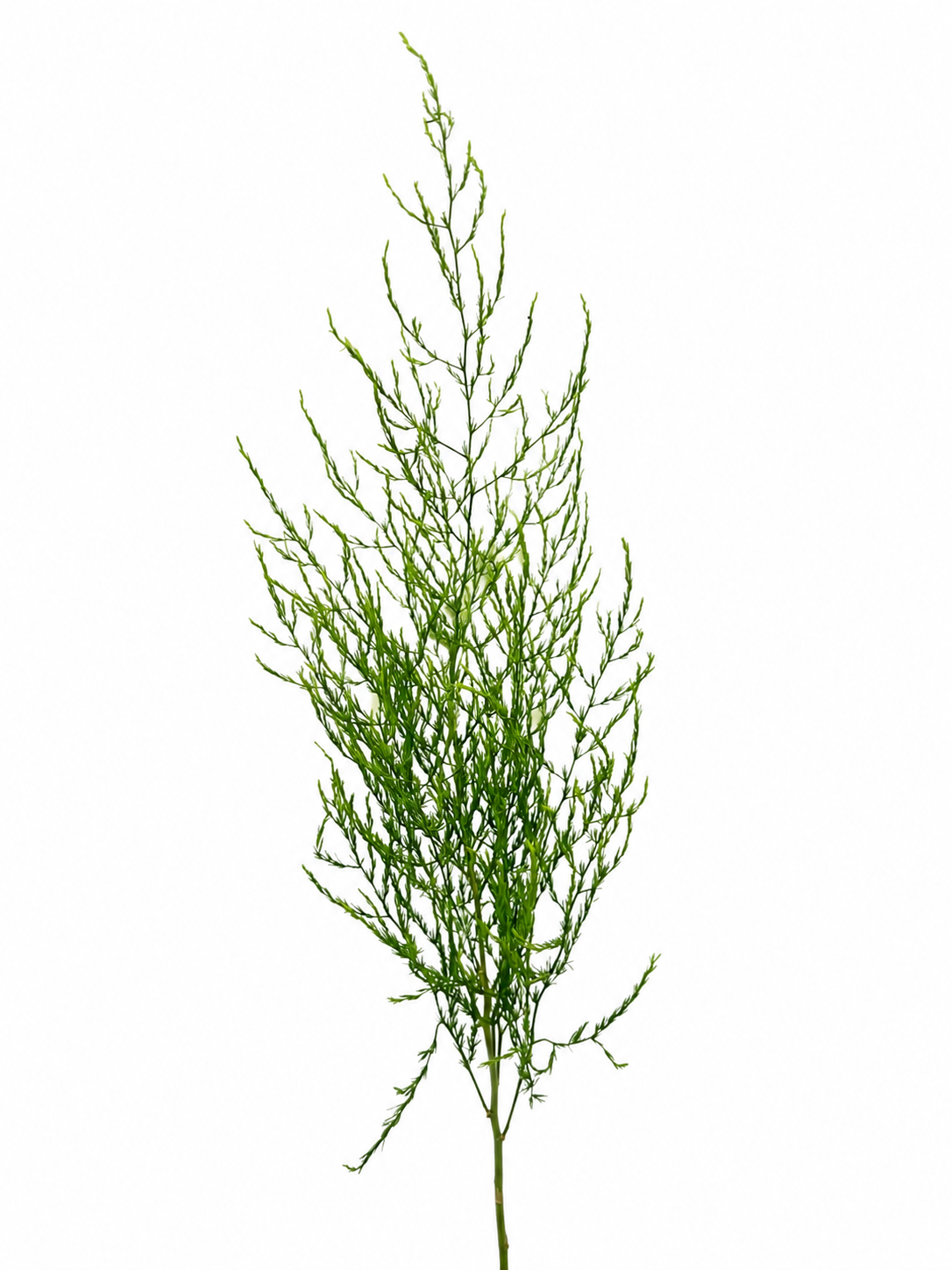 Asparagus-ასპარაგუსი flower