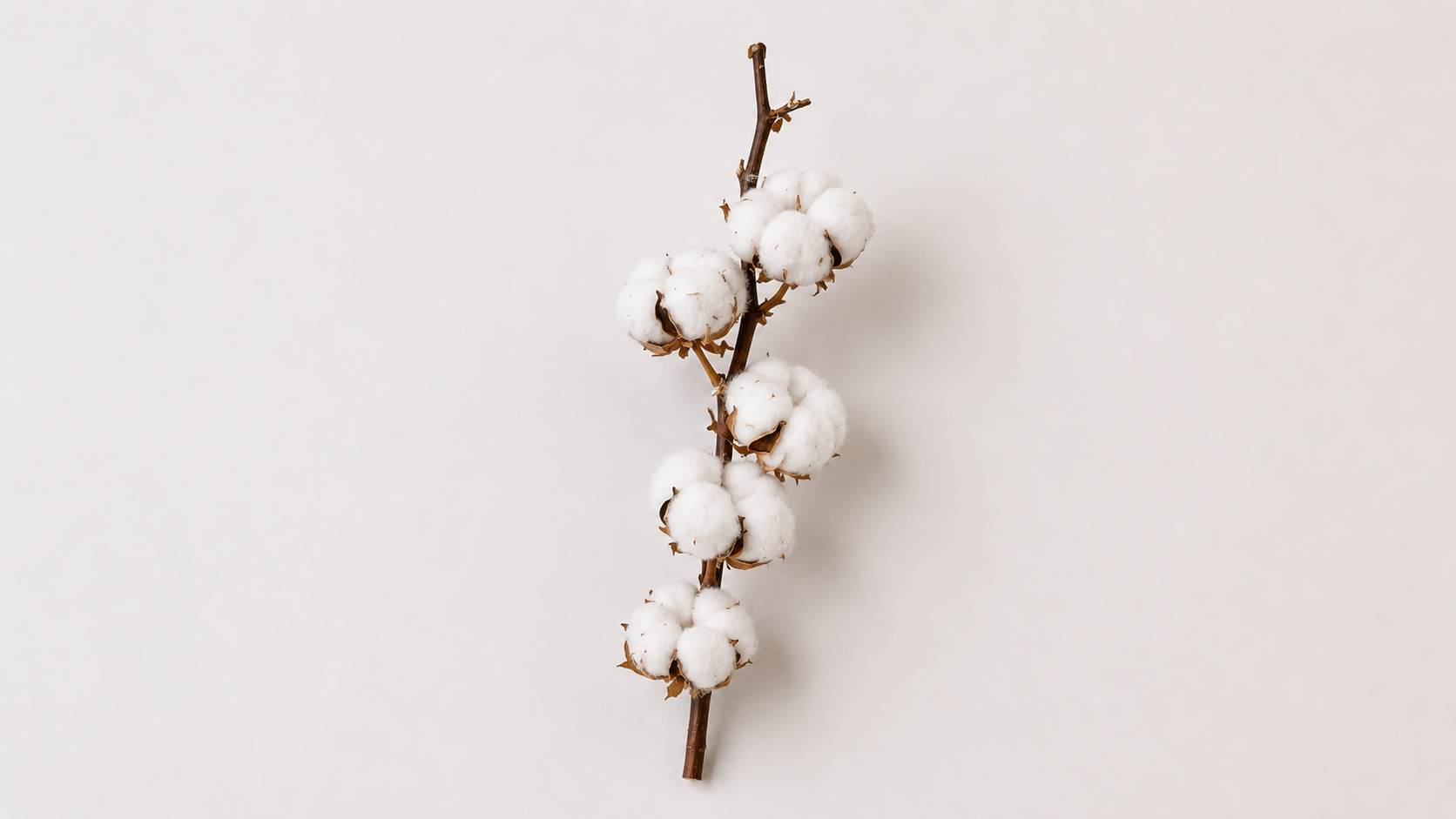 cotton-ბამბა flower