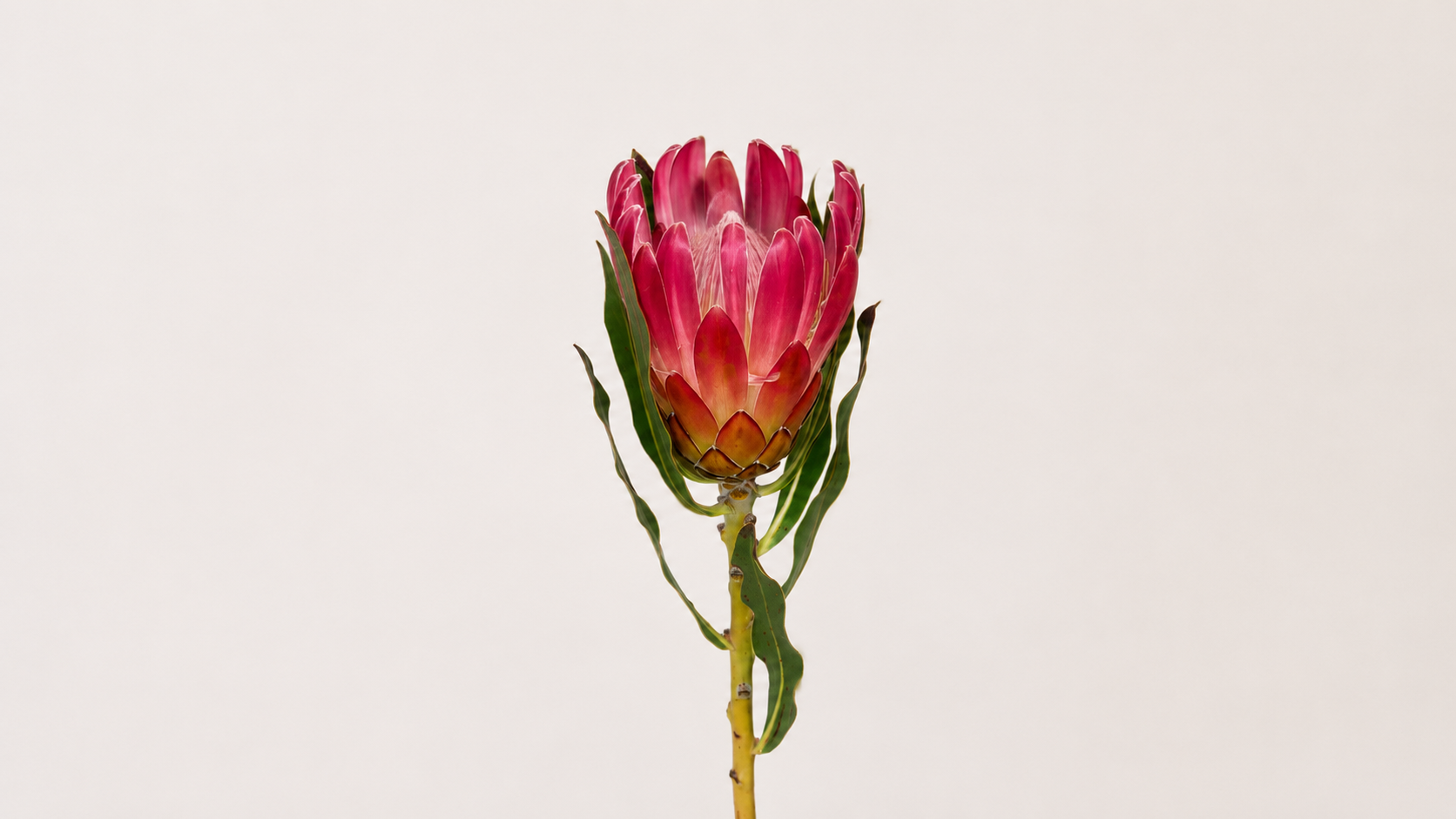 Protea Brenda flower