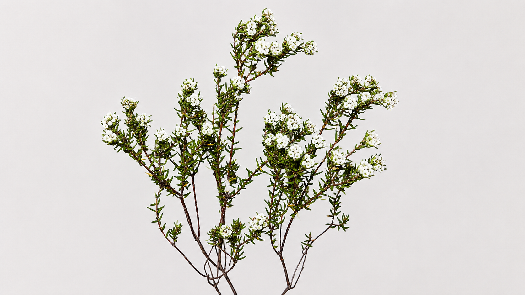 Cotton Bush flower
