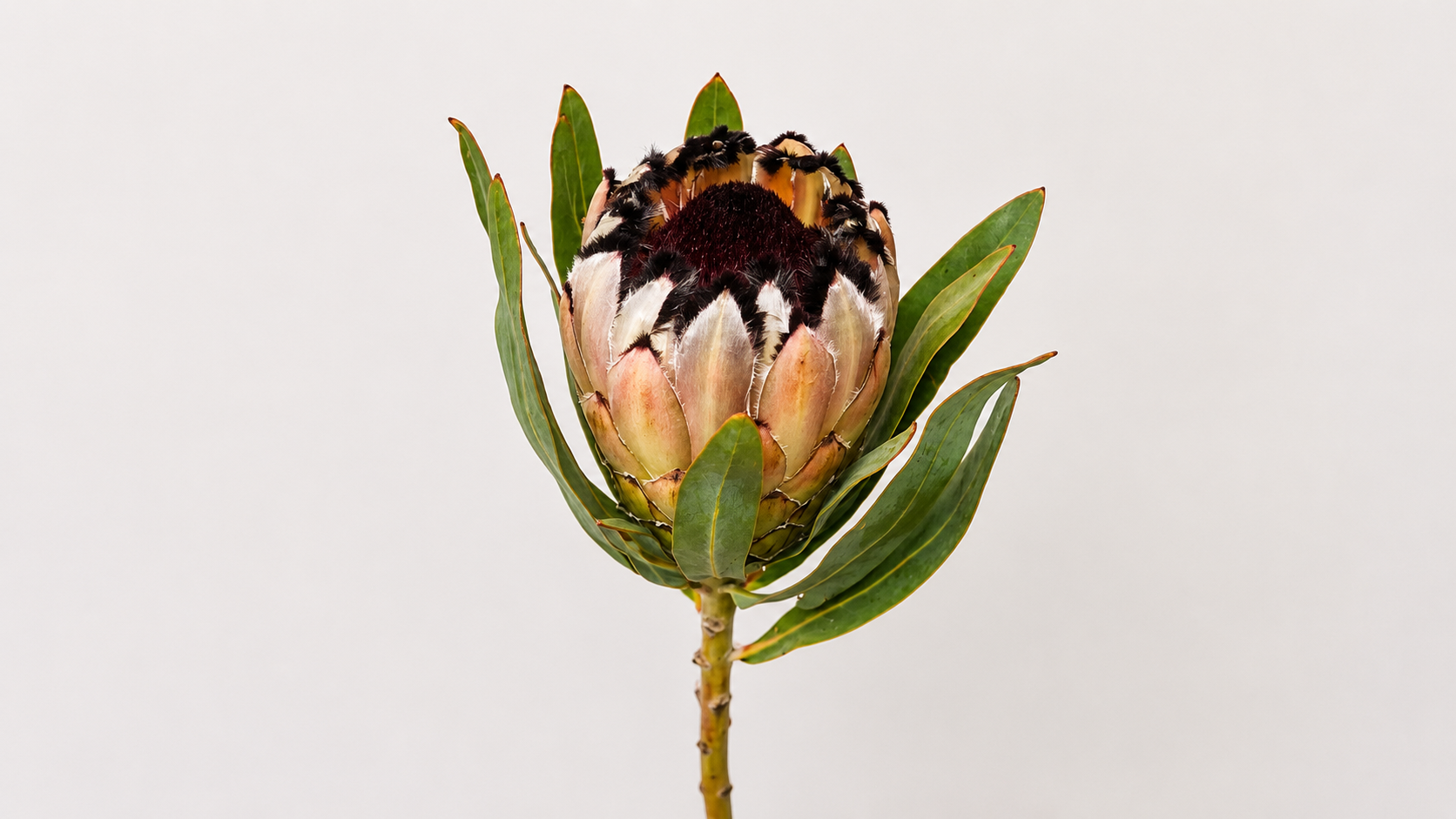Protea Lady Pearl flower