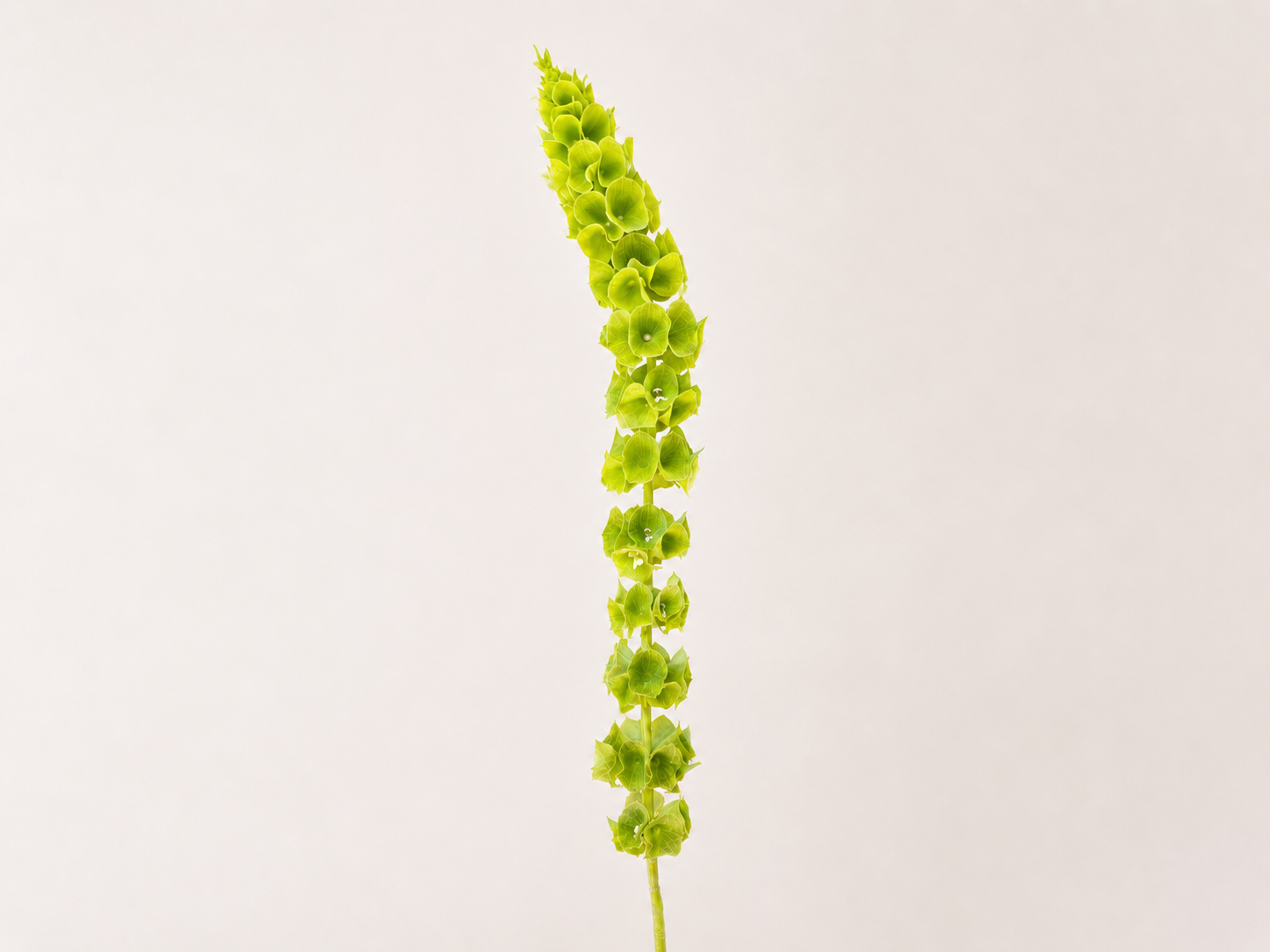 Moluccella flower