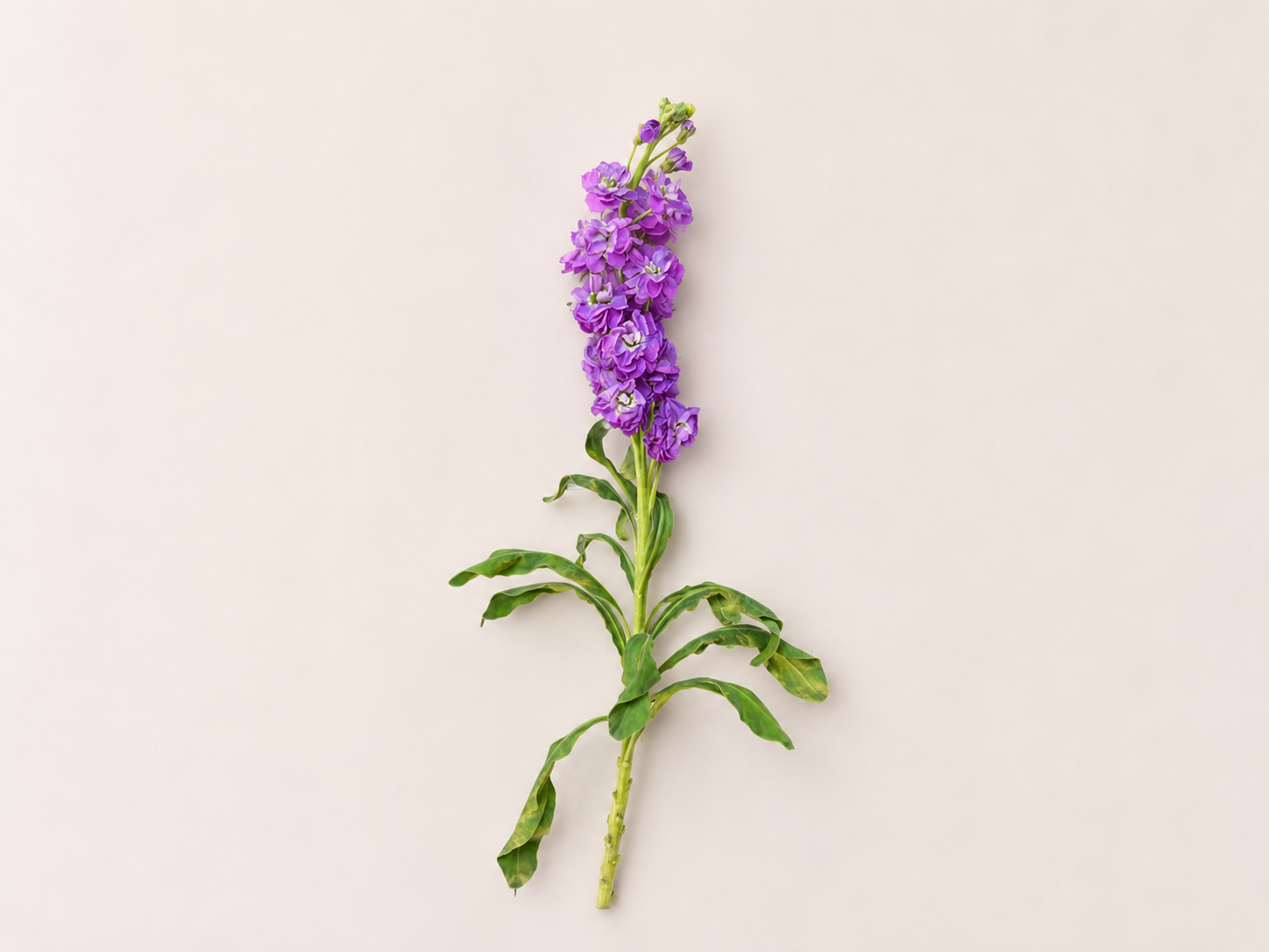 Purple Shopai flower