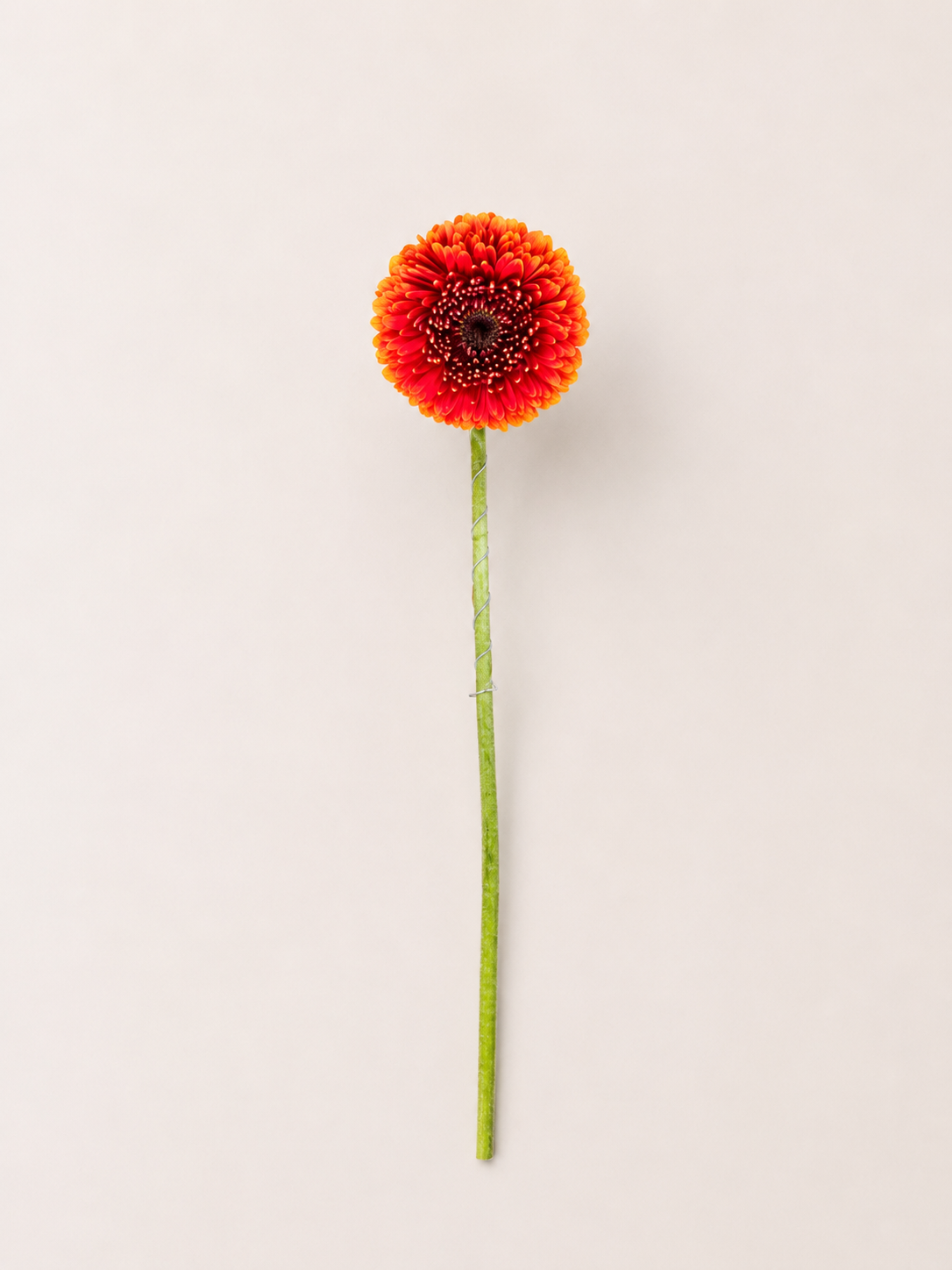 Red gerbera flower