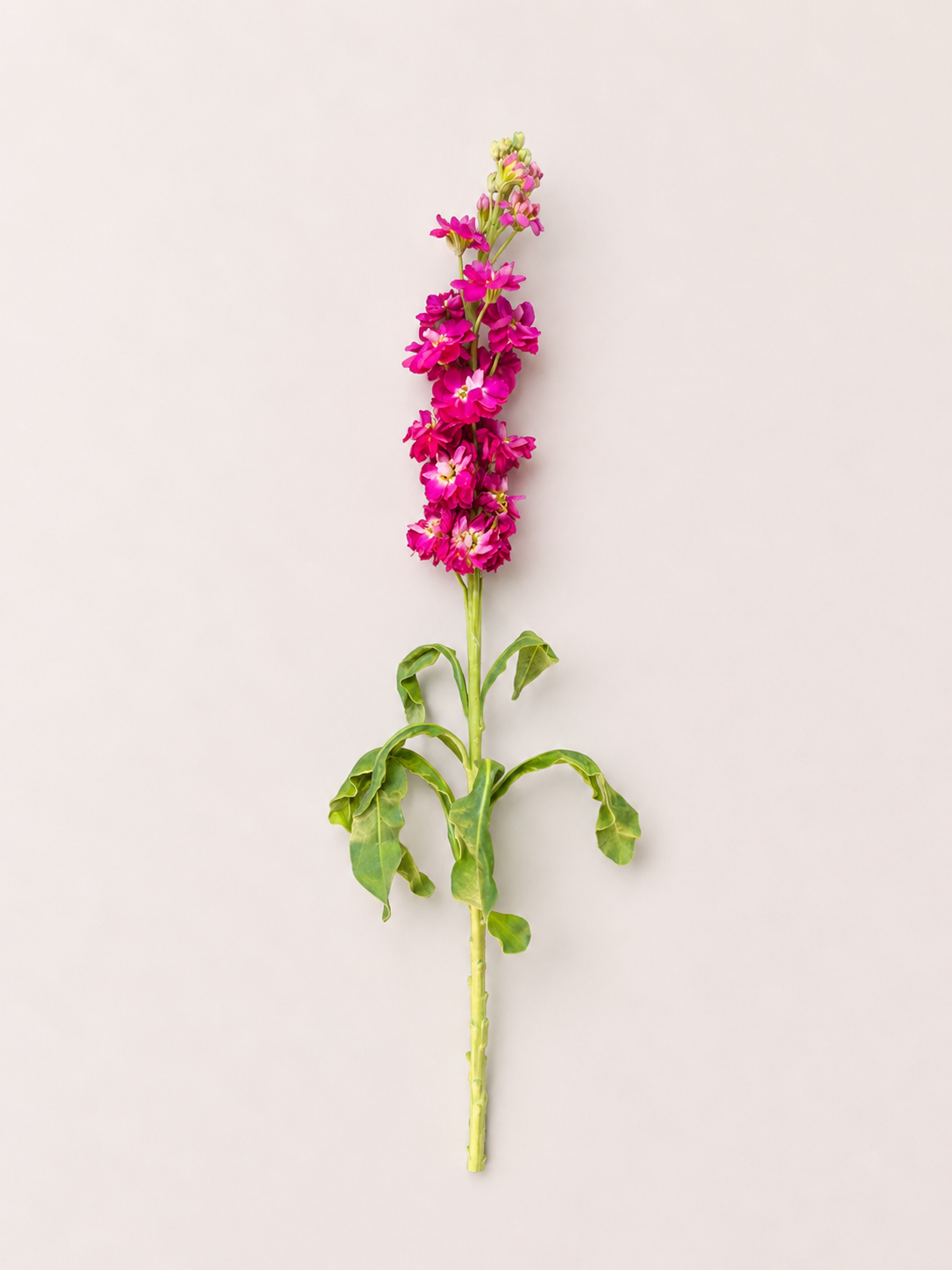 Pink Shopai flower