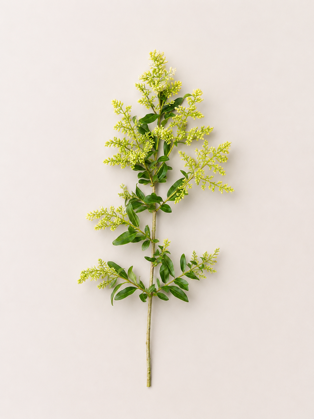 rugustrum flower