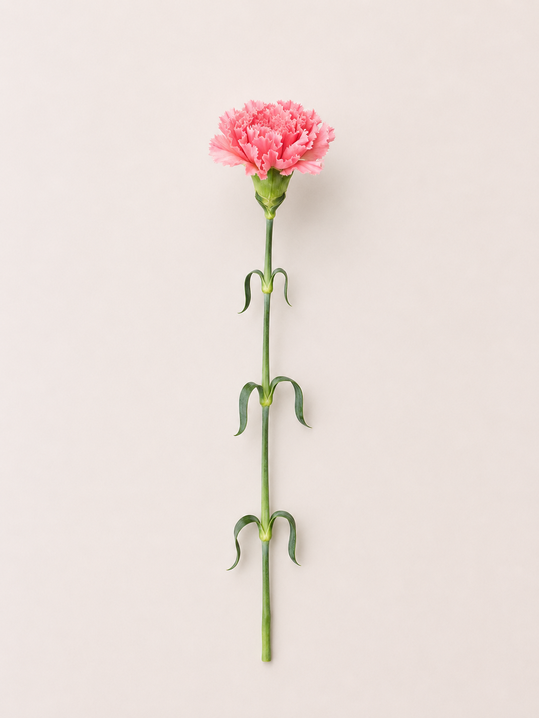 Pink diantus flower