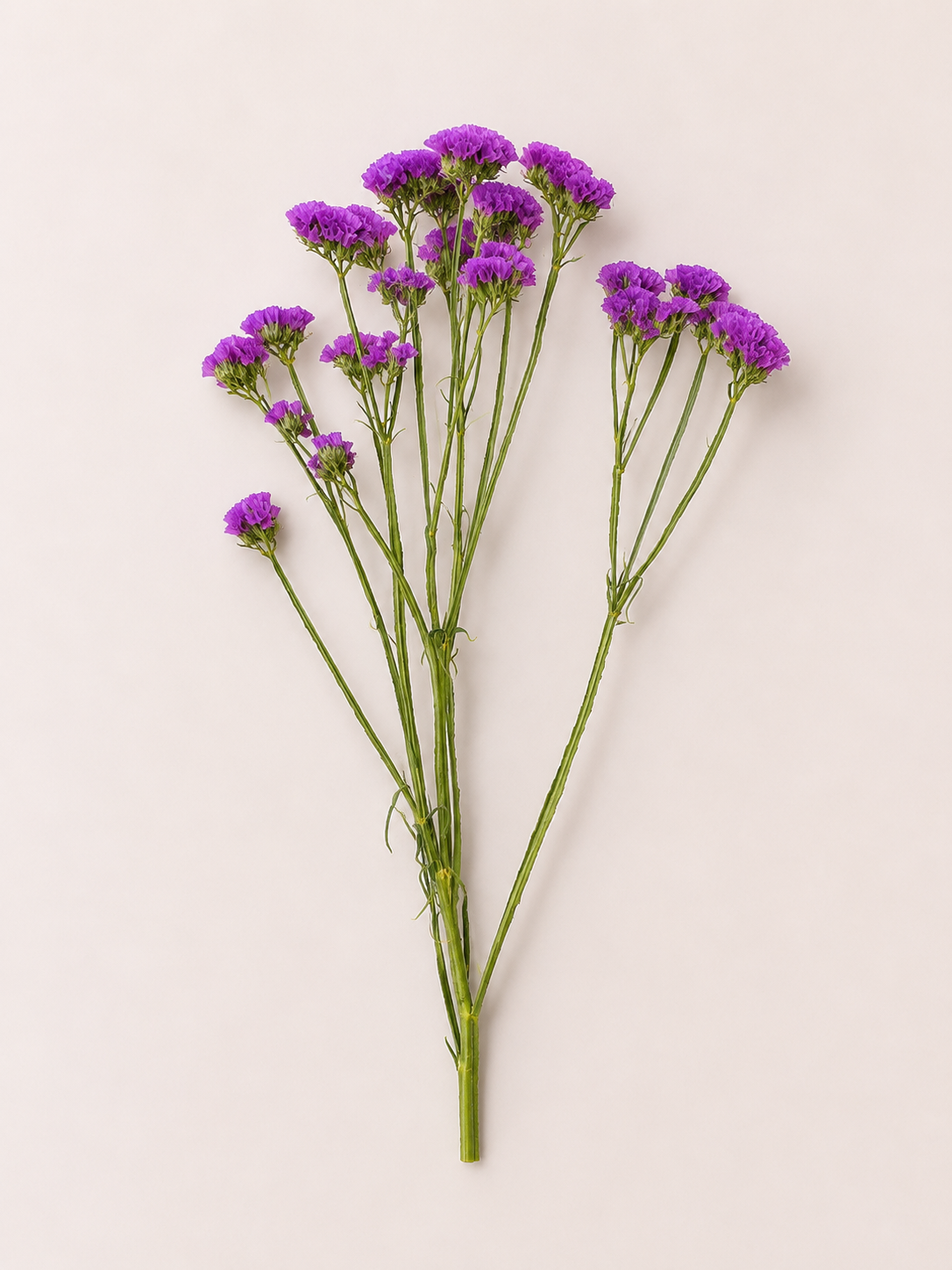 Pink staticia flower