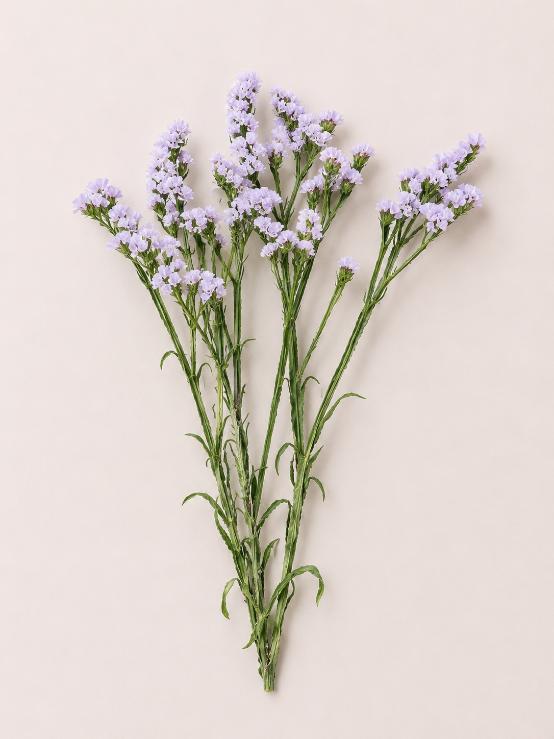 Pastel purple Static flower